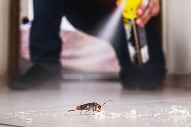Flea Control Services in Rock Hill, NY