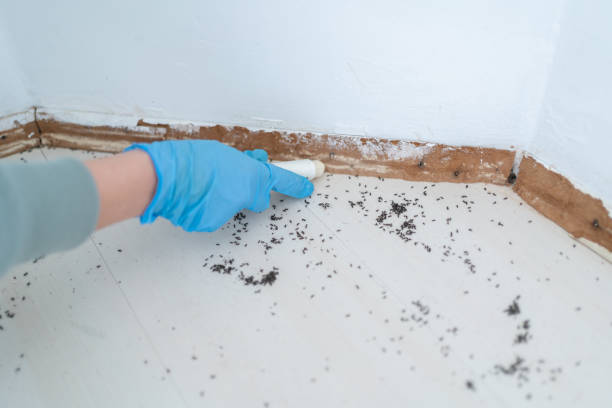 Best Spider Control Near Me  in Rock Hill, NY
